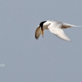 Little Tern (Sterna albifrons) Alan Prowse